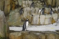 طيور البطريق في نظام الجزر شبه القطبية داخل Biodôme