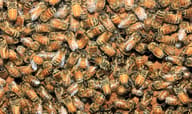 خلية نحل خلف الزجاج في Insectarium مونتريال