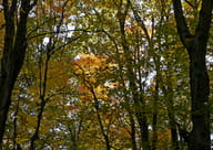 ألوان الخريف في Parc national du Mont-Saint-Bruno