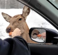 وعل يأكل الجزر من يد زائر في Parc Omega