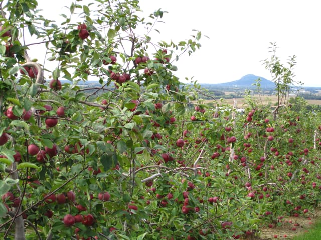 صورة من La Fruiteraie des Gadbois: قطف التفاح، ٢ من ١٦