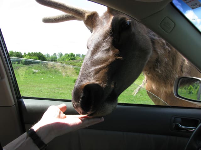 صورة من Parc Safari: سفاري بالسيارة وأنفاق القطط الكبيرة، ٣ من ١٦