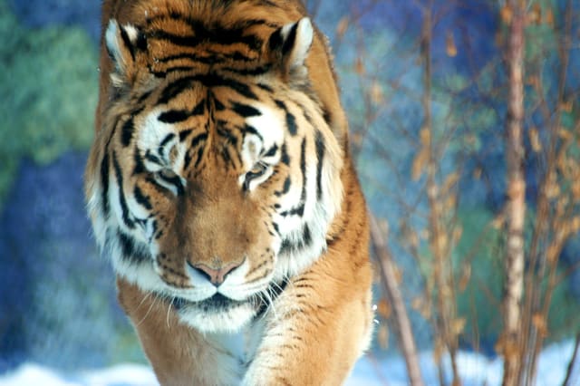 صورة من Zoo de Granby: حيوانات من أربع قارات وحديقة ألعاب، ٥ من ١٨