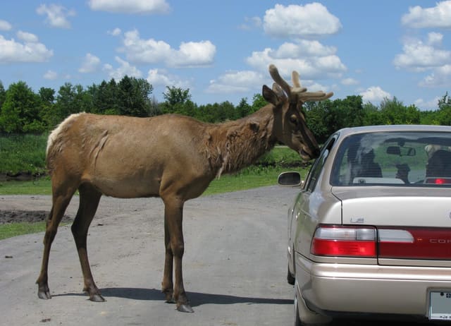 صورة من Parc Safari: سفاري بالسيارة وأنفاق القطط الكبيرة، ٦ من ١٦