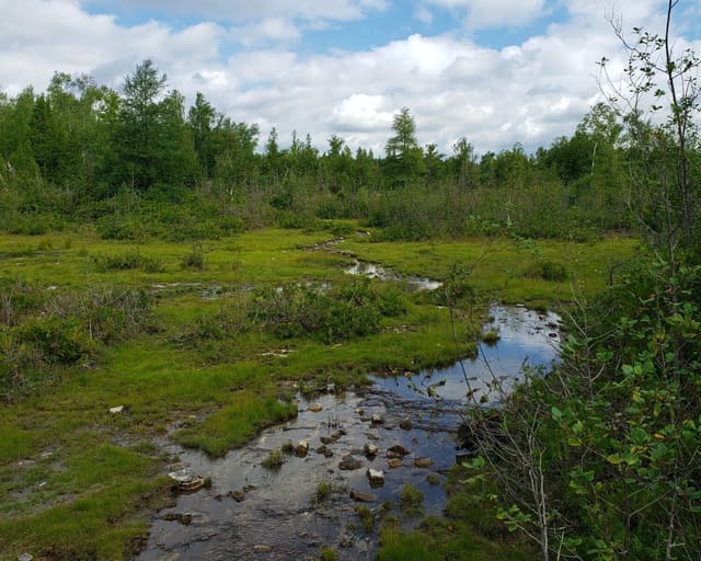 صورة من Fletcher Creek: مستنقع ومحجر أعيد إلى الطبيعة، ٣ من ٣