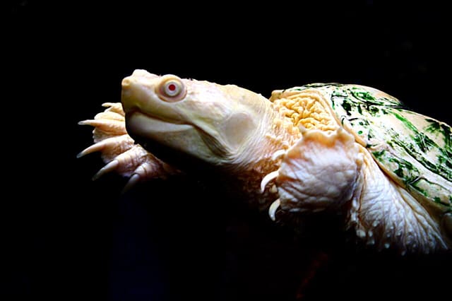 صورة من Zoo Ecomuseum: مشاهدة حيوانات كيبيك، ٥ من ٢٠