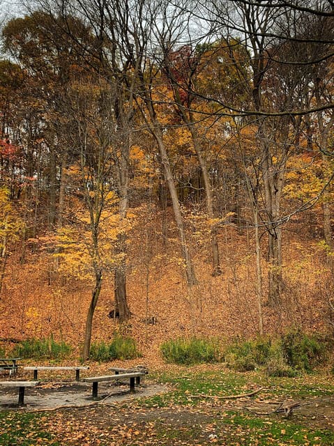 صورة من Taylor Creek Park: مشي في وادي Taylor Massey، ٨ من ٢٣