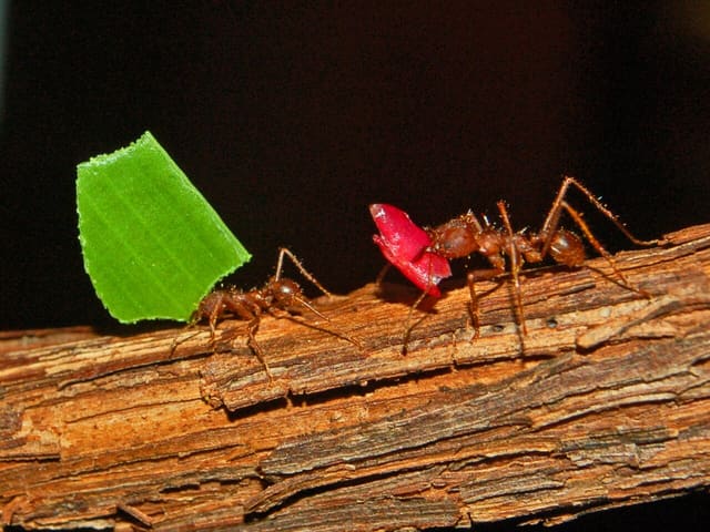 صورة من Insectarium: متحف الحشرات وخلية النحل خلف الزجاج، ٣ من ١٥