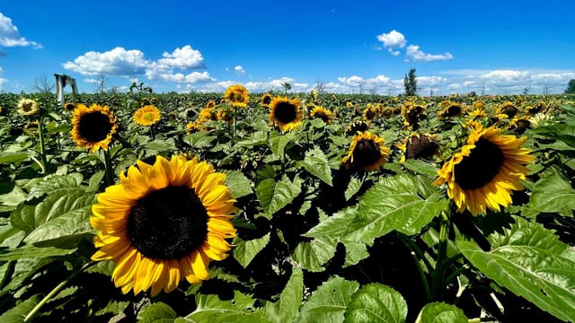 صورة من Ferme Forget: قطف الزهور في Laval، ١ من ٢١