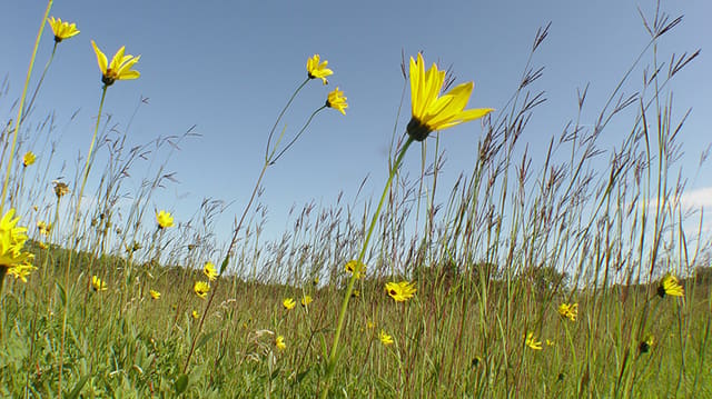 صورة من Living Prairie Museum: اكتشاف البراري طويلة الأعشاب، ١ من ١