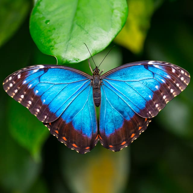 صورة من Cambridge Butterfly Conservatory: فراشات في حديقة استوائية، ٢ من ٢