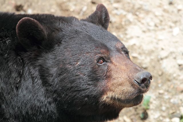 صورة من Parc Omega: سفاري بالسيارة تُطعم فيه الأيائل من نافذتك، ٨ من ٢٠