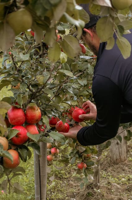 صورة من Domaine Labranche: قطف التفاح ونزهة ريفية، ٦ من ١٠