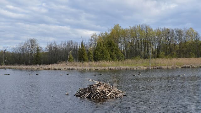 صورة من Bois-de-l'Île-Bizard: ممر خشبي فوق المستنقع، ٥ من ١٦