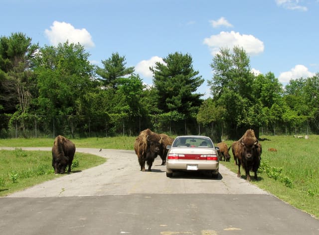 صورة من Parc Safari: سفاري بالسيارة وأنفاق القطط الكبيرة، ١ من ١٦
