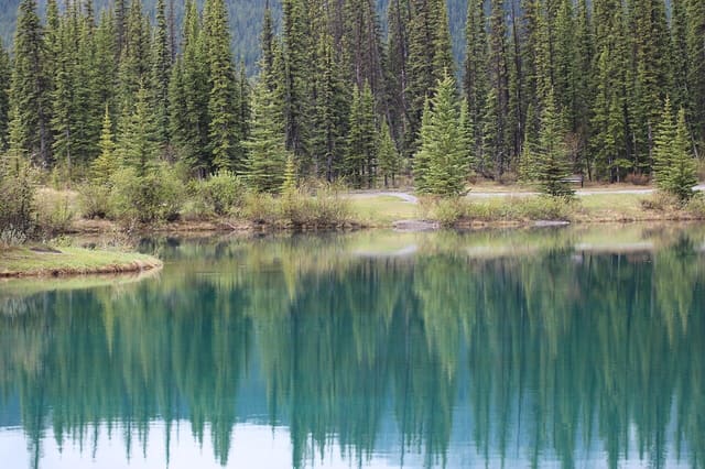صورة من Forgetmenot Pond: بركة جبلية ونزهة قصيرة، ١ من ١٦