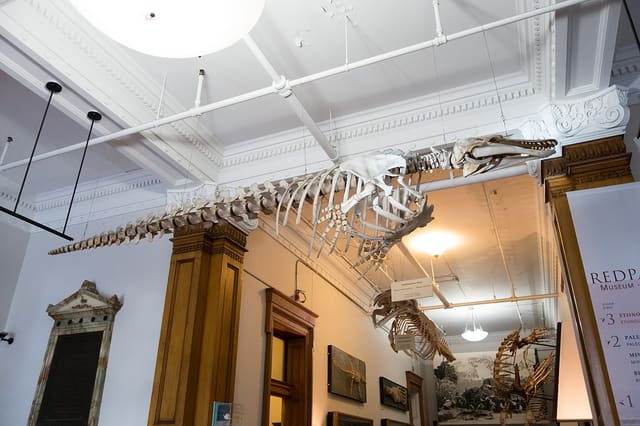 صورة من Musée Redpath: التاريخ الطبيعي في حرم McGill، ٨ من ١٥