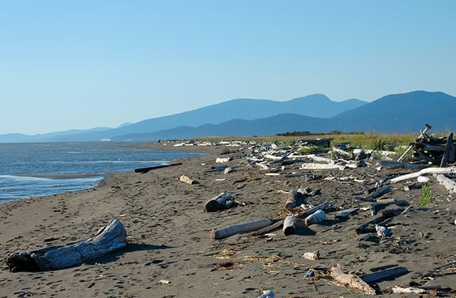 صورة من Iona Beach Regional Park: طيور وإطلالات عند مصب Fraser، ١ من ١