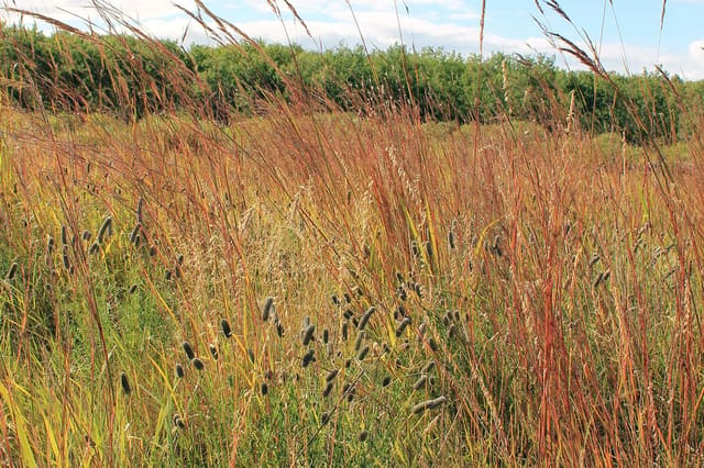 صورة من Assiniboine Forest: ممرات غابة وبركة لمراقبة الطيور، ١ من ١