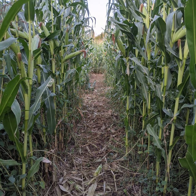 صورة من McMillan Farms: يقطين ومتاهة ذرة وجولة مزرعة، ٢ من ٣