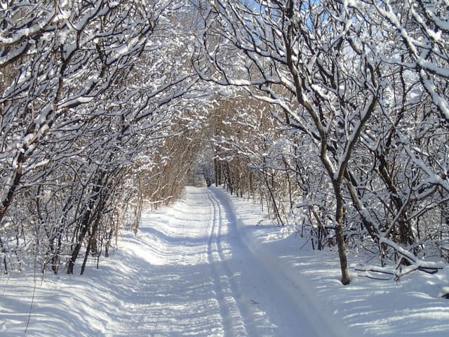 صورة من Arboretum Morgan: غابة ومسارات مشي وتزلج في Sainte-Anne-de-Bellevue، ٢ من ١٨