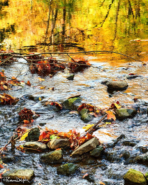 صورة من Wilket Creek Park: مسارات بين الغابات قرب Leslie، ١ من ٣