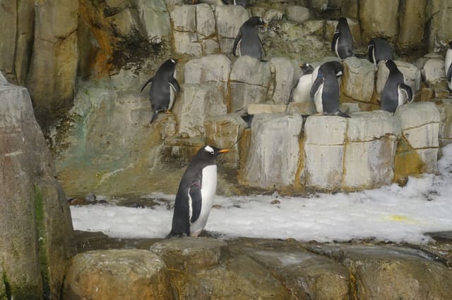 صورة من Biodôme: خمسة أنظمة بيئية وبطاريق تحت قبة واحدة، ١ من ١٥