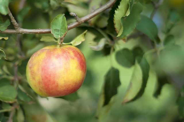 صورة من Carluke Orchards: قطف التفاح ومتاهة الذرة، ٢ من ٦