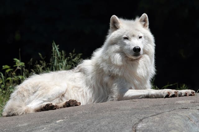 صورة من Parc Omega: سفاري بالسيارة تُطعم فيه الأيائل من نافذتك، ٧ من ٢٠
