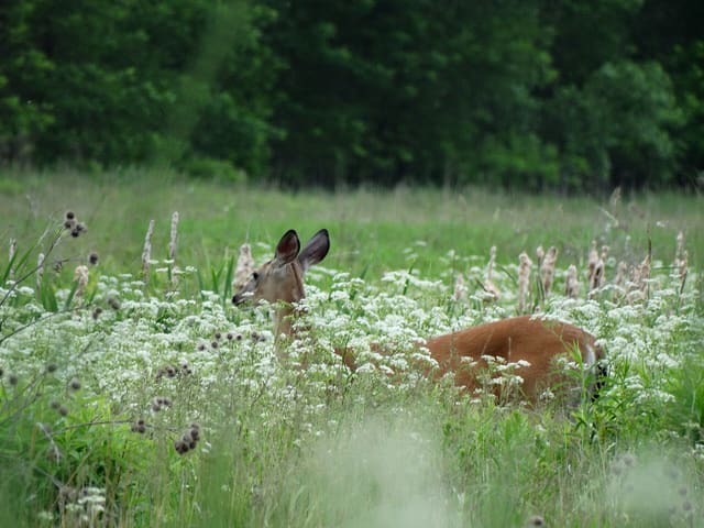 صورة من جزر Boucherville: دراجات وكاياك على نهر Saint-Laurent، ٨ من ١٥