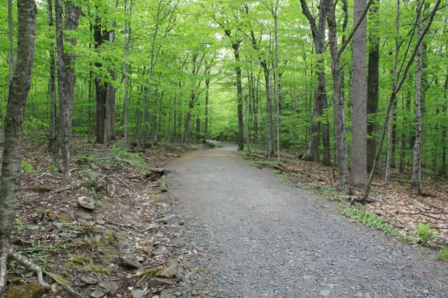 صورة من Odell Park: مشي بين الأشجار القديمة، ١ من ١