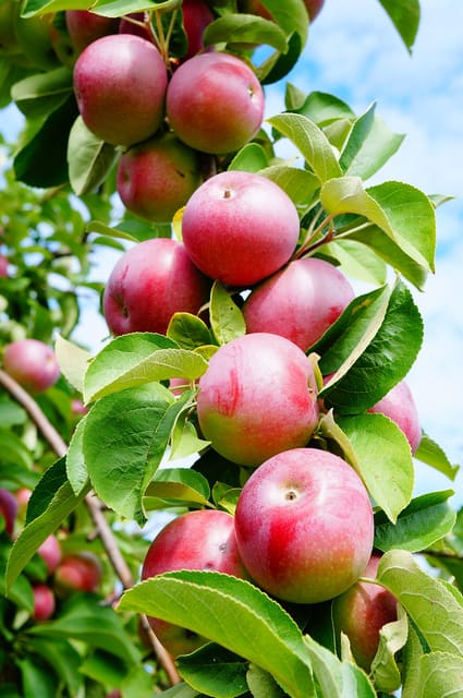 صورة من Domaine Lafrance: ١٣ ألف شجرة تفاح وكعك مقلي في Saint-Joseph-du-Lac، ٧ من ١١