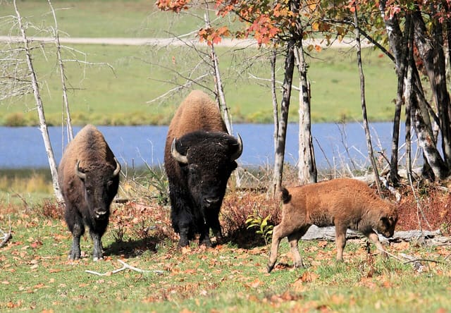 صورة من Parc Omega: سفاري بالسيارة تُطعم فيه الأيائل من نافذتك، ٤ من ٢٠