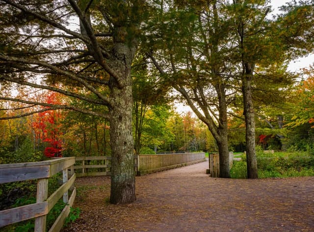 صورة من Irishtown Nature Park: غابة أكادية ومسارات حول البحيرة، ٢ من ٢