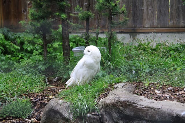 صورة من Zoo Ecomuseum: مشاهدة حيوانات كيبيك، ٣ من ٢٠
