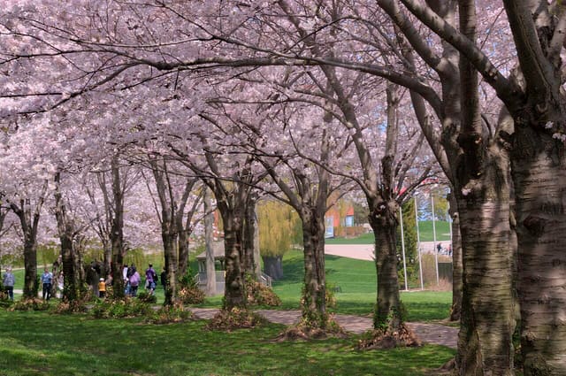 صورة من Spencer Smith Park: ممشى البحيرة ورصيف Brant Street، ٣ من ٣