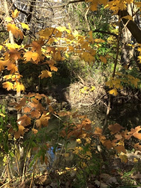 صورة من Taylor Creek Park: مشي في وادي Taylor Massey، ٤ من ٢٣