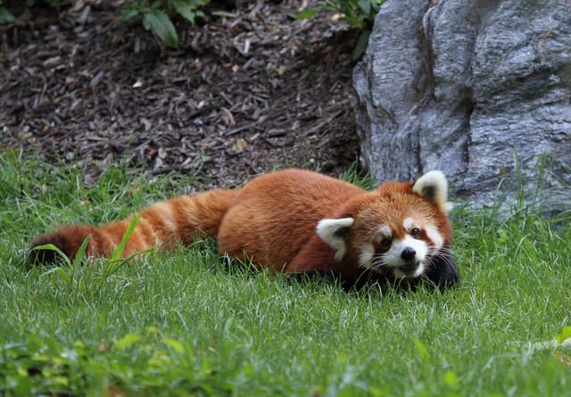 صورة من Zoo de Granby: حيوانات من أربع قارات وحديقة ألعاب، ٣ من ١٨