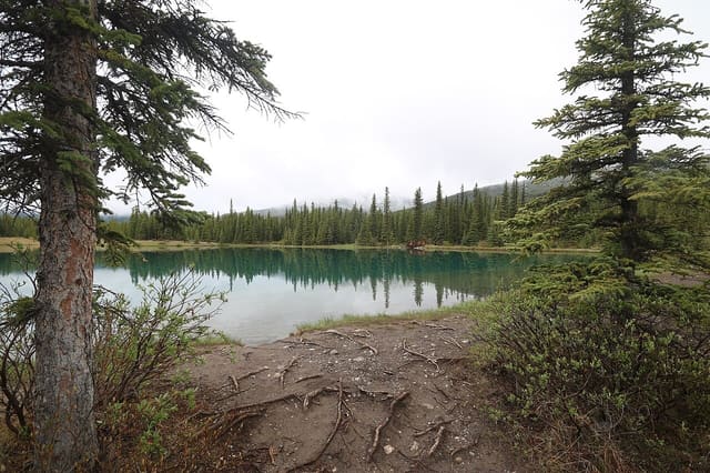 صورة من Forgetmenot Pond: بركة جبلية ونزهة قصيرة، ٢ من ١٦