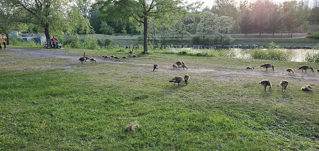 صورة من Parc de la Cité: مسارات حول الماء، ٨ من ١٥