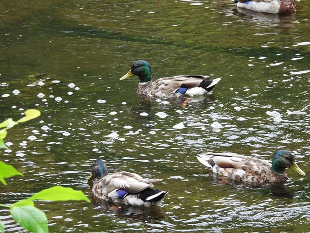 صورة من Parc Angrignon: غابة وبحيرة ونزهات، ٨ من ١٠
