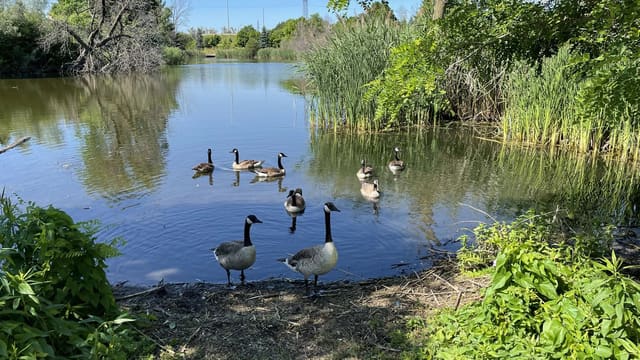صورة من Confederation: شاطئ وممشى على Lake Ontario، ٧ من ١٥