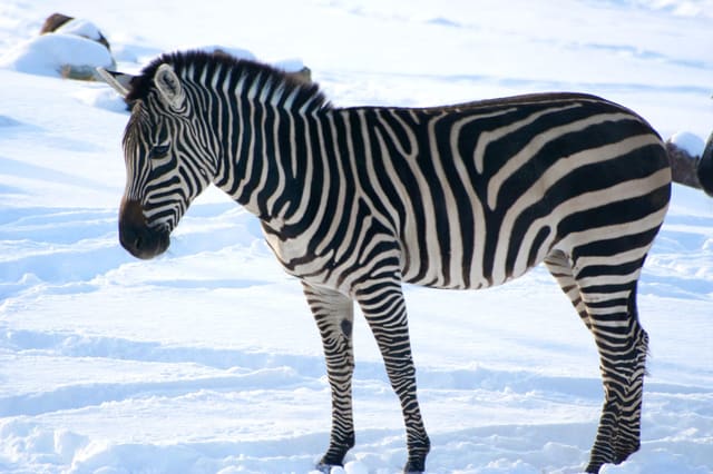 صورة من Zoo de Granby: حيوانات من أربع قارات وحديقة ألعاب، ٤ من ١٨