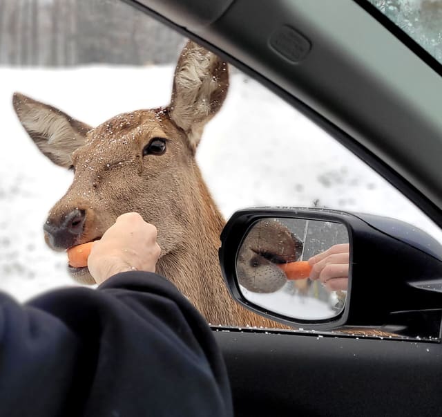 صورة من Parc Omega: سفاري بالسيارة تُطعم فيه الأيائل من نافذتك، ١ من ٢٠