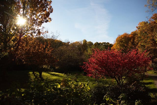 صورة من Arboretum Morgan: غابة ومسارات مشي وتزلج في Sainte-Anne-de-Bellevue، ٤ من ١٨