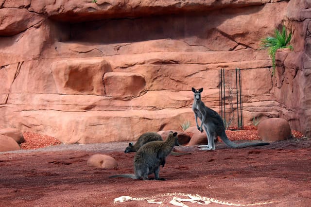 صورة من Zoo de Granby: حيوانات من أربع قارات وحديقة ألعاب، ٦ من ١٨