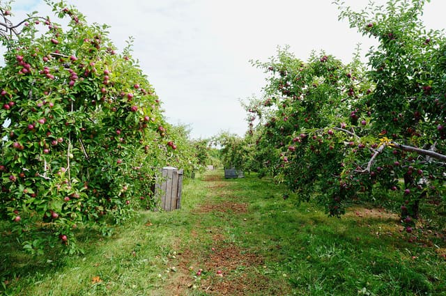 صورة من Domaine Lafrance: ١٣ ألف شجرة تفاح وكعك مقلي في Saint-Joseph-du-Lac، ١ من ١١