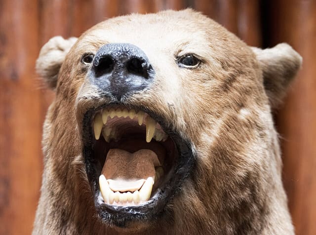 صورة من Buffalo Nations Museum: فنون وحياة الشعوب الأصلية، ٥ من ١٥