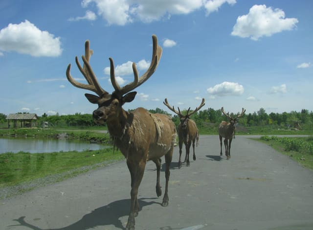 صورة من Parc Safari: سفاري بالسيارة وأنفاق القطط الكبيرة، ٢ من ١٦