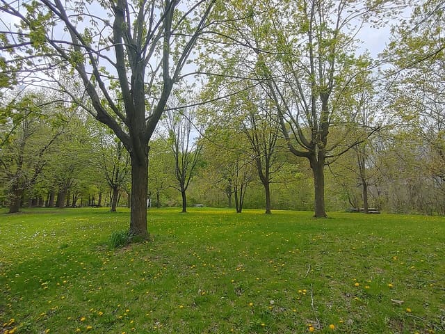 صورة من Parc Angrignon: غابة وبحيرة ونزهات، ٧ من ١٠